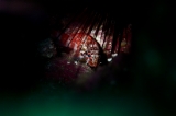 「イソカサゴ」のサムネイル画像