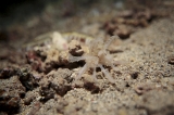「オオイカリナマコ(Synaptid sea cucumbers)」のサムネイル画像