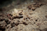 「オオイカリナマコ(Synaptid sea cucumbers)」のサムネイル画像