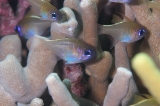「イトヒキテンジクダイ(Threadfin cardinalfish)」のサムネイル画像