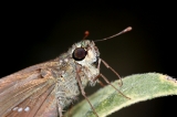 「蝶の仲間」のサムネイル画像