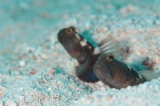 「black shrimpgoby(ブラックシュリンプゴビー)」のサムネイル画像