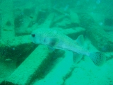 「ネズミフグ(Porcupinefish)」のサムネイル画像