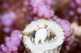 「ツマジロサンゴヤドカリ」のサムネイル画像
