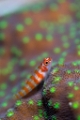 「Candycane dwarfgoby(キャンディーケイン・ドワーフゴビー)」のサムネイル画像