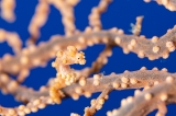 「ピグミーシーホース(Pygmy Seahorse)」のサムネイル画像