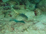 「アラレキンチャクフグ(Spotted sharpnose puffer)」のサムネイル画像