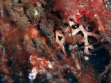 「コガラシエビ(Plumed shrimp)」のサムネイル画像