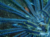 「バサラカクレエビ(アンボンクリノイドシュリンプ,ambon crinoid shrimp)」のサムネイル画像