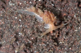 「セトミノウミウシ」のサムネイル画像
