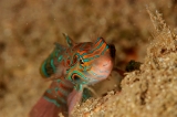 「ピクチャ－ドラゴネット(picture dragonet)」のサムネイル画像