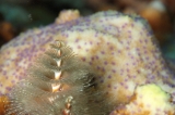 「イバラカンザシ(Christmas tree worm)」のサムネイル画像