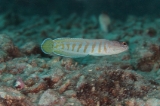 「ゴールドスペックジョーフィッシュ(gold-specs jawfish)」のサムネイル画像