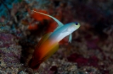 「ハタタテハゼ(Red fire Goby)」のサムネイル画像