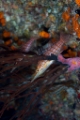 「クダゴンベ(longnose hawkfish)」のサムネイル画像