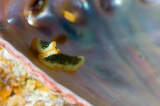 「ニセツノヒラムシの一種」のサムネイル画像
