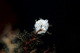 「ガーベラミノウミウシ」のサムネイル画像