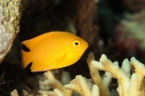 「ネッタイスズメダイ(Lemon Damsel,Yellow Damsel)」のサムネイル画像