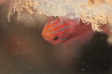 「レッドラインピグミーゴビー(Stripehead dwarfgoby,redline pygmy-goby)」のサムネイル画像