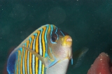 「ニシキヤッコ(Regal Angelfish)」のサムネイル画像