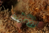 「ピクチャ－ドラゴネット(picture dragonet)」のサムネイル画像