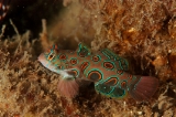 「ピクチャ－ドラゴネット(picture dragonet)」のサムネイル画像