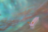 「キイッポンウミウシ(ペクテノドリス・トリリネアタ)」のサムネイル画像