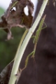 「カマキリ」のサムネイル画像