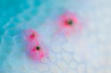 「サンゴの仲間」のサムネイル画像