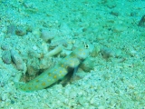 「ヤマブキハゼ(Orange-spotted shrimp Goby)」のサムネイル画像