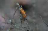 「ツルガチゴミノウミウシ」のサムネイル画像