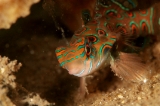 「ピクチャ－ドラゴネット(picture dragonet)」のサムネイル画像