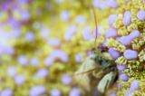 「カンザシヤドカリ(Coral Hermit Crab)」のサムネイル画像