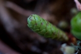 「植物の仲間」のサムネイル画像