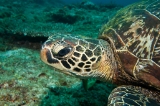 「アオウミガメ(Green turtle)」のサムネイル画像