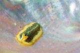 「ニセツノヒラムシの一種」のサムネイル画像