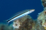 「ミナミギンポ(Tube-worm Blenny)」のサムネイル画像