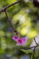 「カンヒザクラ(寒緋桜,ヒカンザクラ)」のサムネイル画像