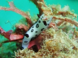 「ブチウミウシ」のサムネイル画像