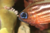 「ヒラテンジクダイ(Split-banded cardinalfish,Blue-eyed cardinalfish)」のサムネイル画像