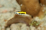 「フタスジタマガシラ(Monocle Bream)」のサムネイル画像