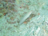 「ジュウモンジサラサハゼ(Pink-lined Goby)」のサムネイル画像