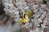 「クマノミ(Anemonefish)」のサムネイル画像