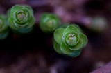 「植物の仲間」のサムネイル画像