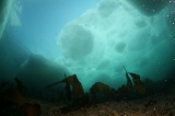 「流氷」のサムネイル画像