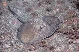 「ヒラタエイ」のサムネイル画像