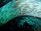 「ウミウシカクレエビ(Imperial partner shrimp)」のサムネイル画像