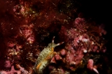 「コノハミドリガイ」のサムネイル画像