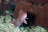 「キンギョハナダイ(Indian)(Indian Lyre-tail Basslet)」のサムネイル画像