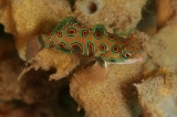 「ピクチャ－ドラゴネット(picture dragonet)」のサムネイル画像